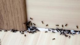 how to get rid of ants in bedroom