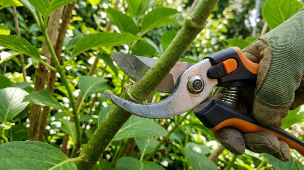 Close-up of sharp pruning shear blades cutting cleanly through a thick stem on a green garden plant