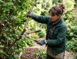 Gardener using heavy duty bypass pruning shears to cut a thick woody branch from a mature garden shrub