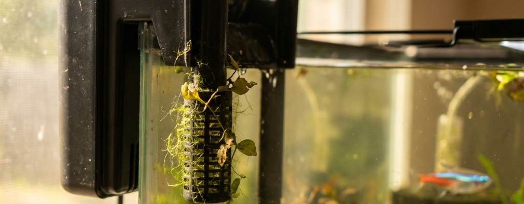 Aquarium fish tank filter clogged with debris in Austin