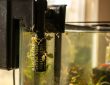 Aquarium fish tank filter clogged with debris in Austin