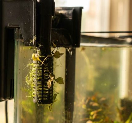 Aquarium fish tank filter clogged with debris in Austin