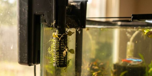 Aquarium fish tank filter clogged with debris in Austin